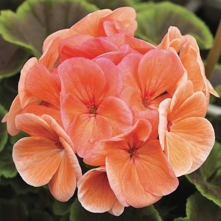 Seminte de flori Pelargonium Hortorum Bull's Eye F1 Salmon