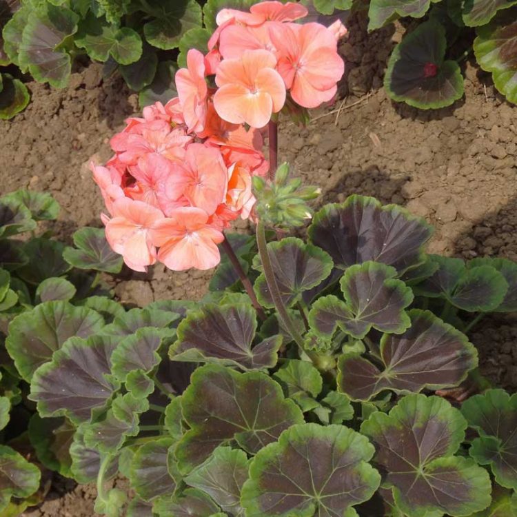 Seminte de flori Pelargonium Hortorum Bull's Eye F1 Salmon
