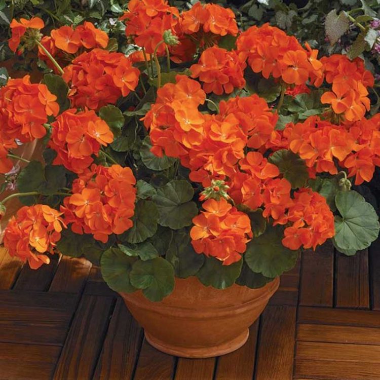 Seminte de flori Pelargonium Hortorum Maverick F1 Orange