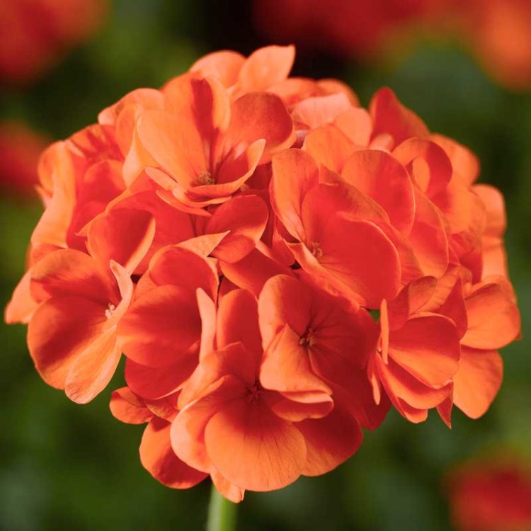 Seminte de flori Pelargonium Hortorum Maverick F1 Orange
