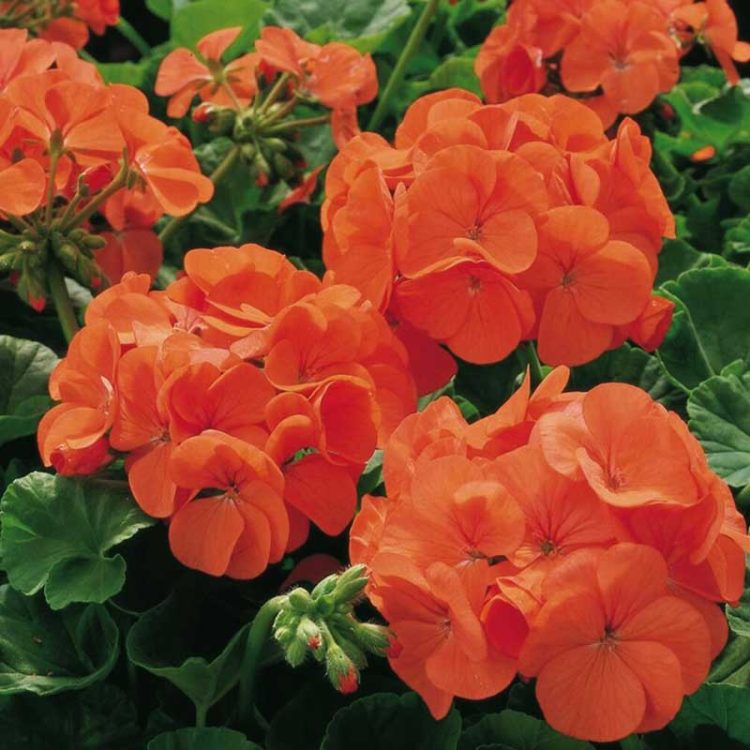 Seminte de flori Pelargonium Hortorum Maverick F1 Orange
