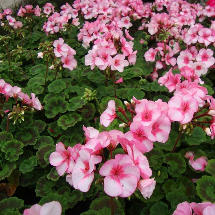 Seminte de flori Pelargonium Hortorum Maverick F1 Star