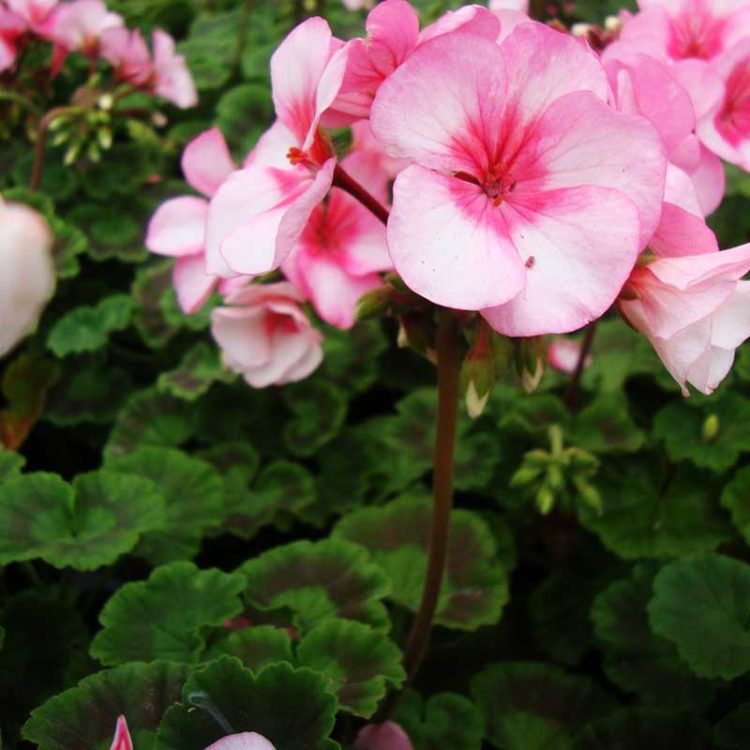 Seminte de flori Pelargonium Hortorum Maverick F1 Star