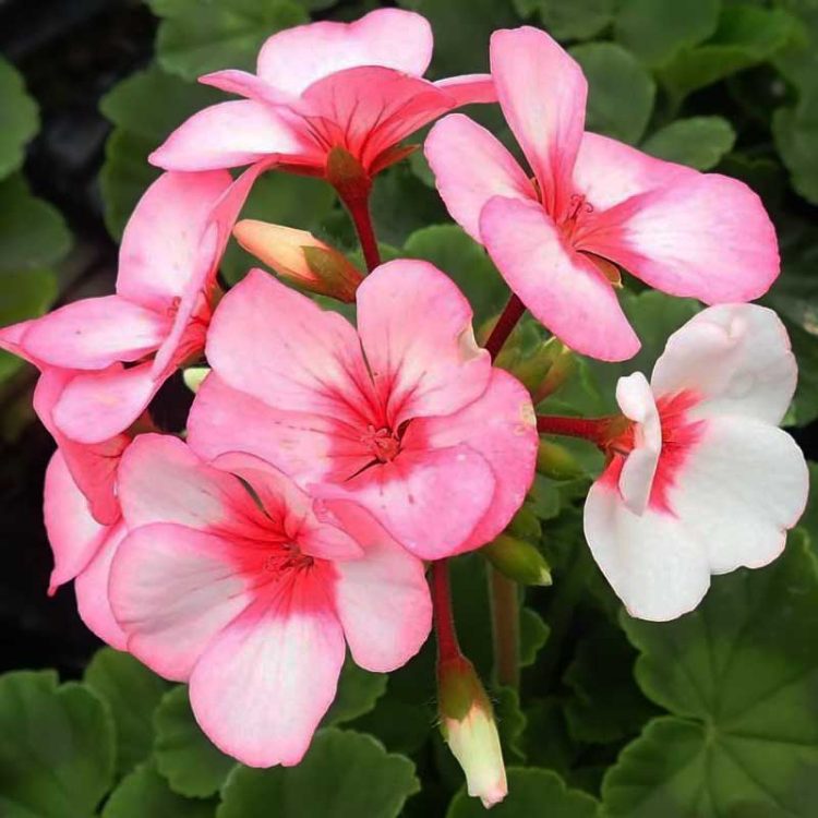 Seminte de flori Pelargonium Hortorum Maverick F1 Star