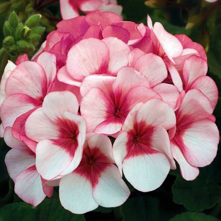 Seminte de flori Pelargonium Hortorum Maverick F1 Star