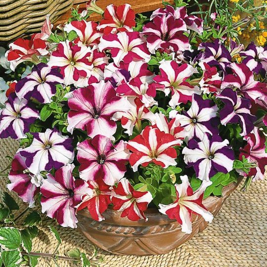 Seminte de flori Petunia Grandiflora Parade F1 Star Mix