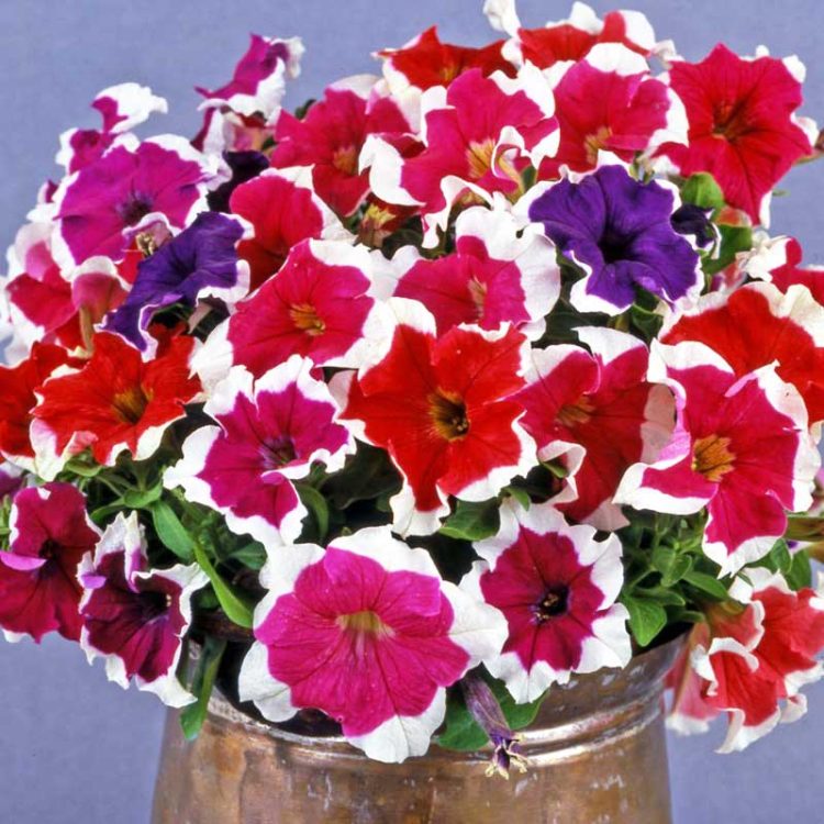 Seminte de flori Petunia Grandiflora Parade F1 Picotee Mix