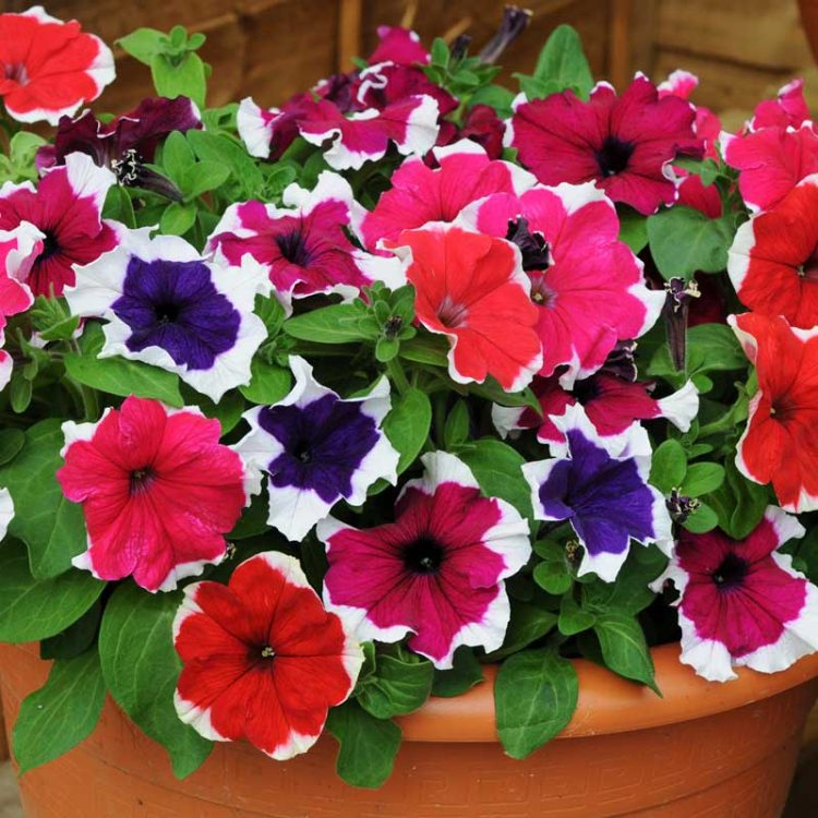 Seminte de flori Petunia Grandiflora Parade F1 Picotee Mix