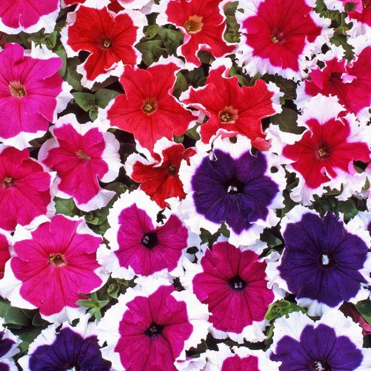 Seminte de flori Petunia Grandiflora Parade F1 Picotee Mix