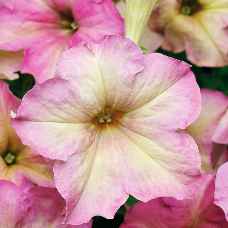 Seminte de flori Petunia Sophistica Antique Shades F1