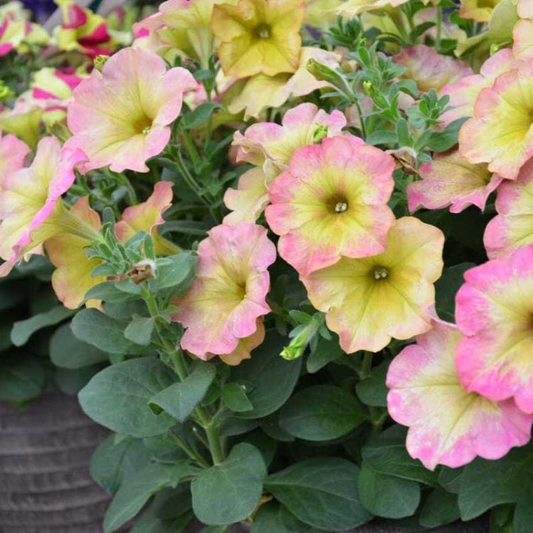 Seminte de flori Petunia Sophistica Antique Shades F1