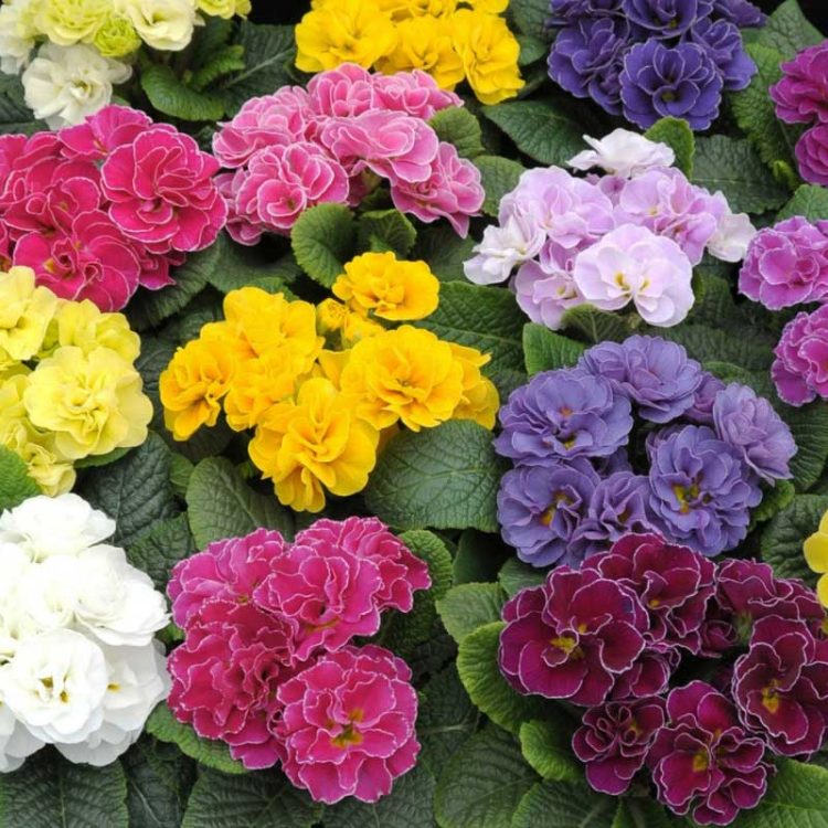 Seminte de flori Primula Acaulis Princess Double F1 Mix