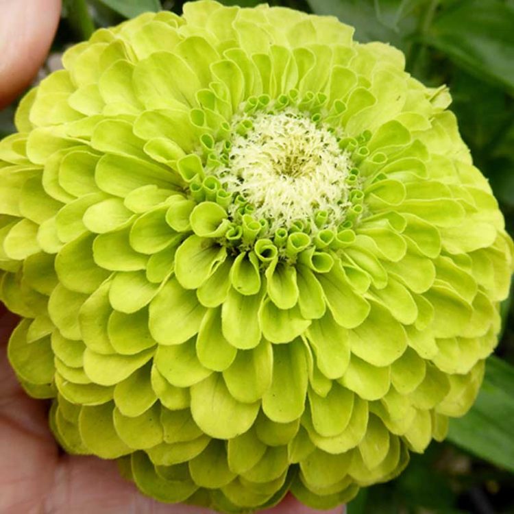 Seminte de flori Zinnia Elegans Dahlia Flowered Envy