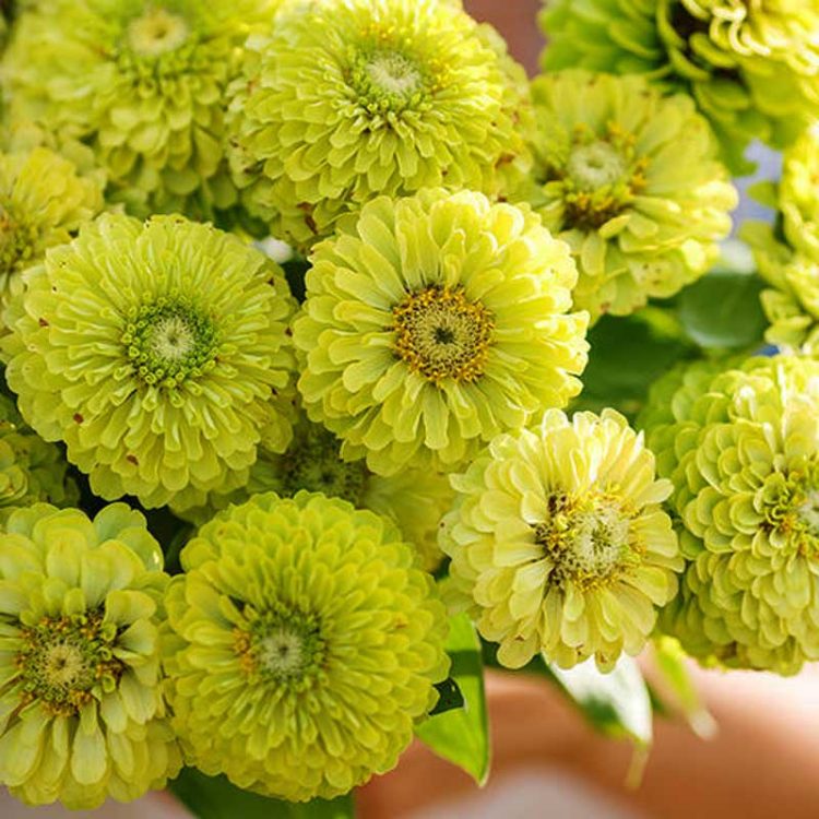Seminte de flori Zinnia Elegans Dahlia Flowered Envy
