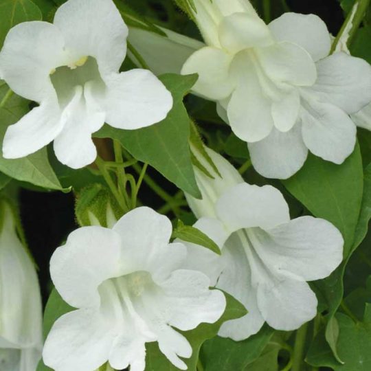 Seminte de flori Asarina Scandens White