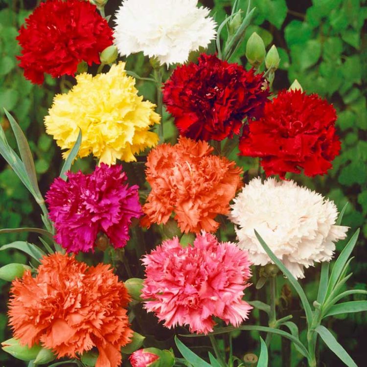 Seminte de flori Carnation Chabaud Mixed - Dianthus Caryophyllus