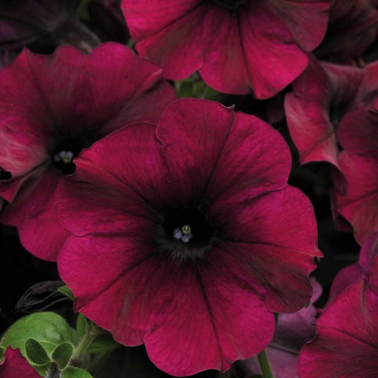 Seminte de flori Petunia Easy Wave F1 Burgundy Velour
