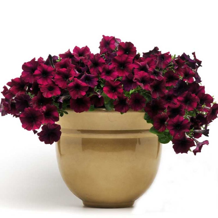 Seminte de flori Petunia Easy Wave F1 Burgundy Velour
