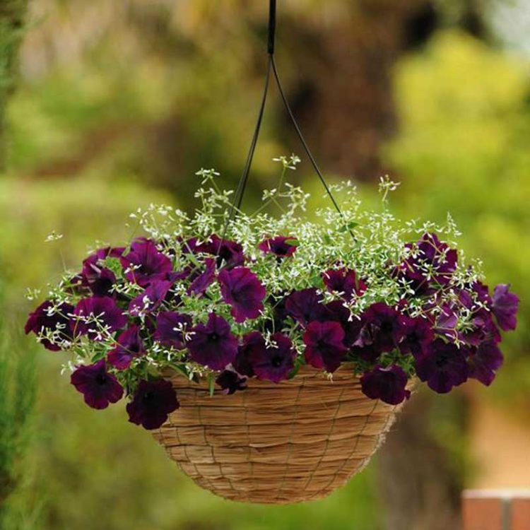 Seminte de flori Petunia Easy Wave F1 Burgundy Velour