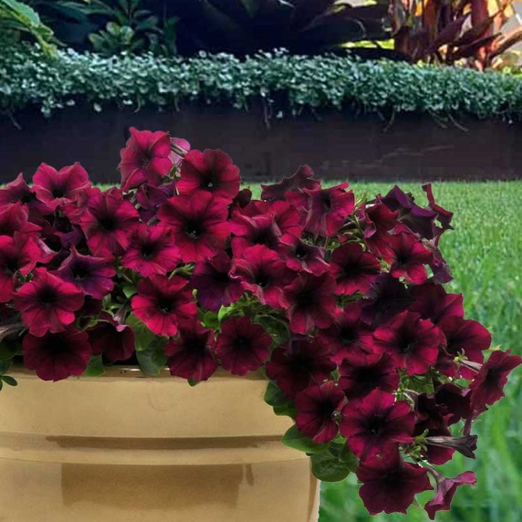 Seminte de flori Petunia Easy Wave F1 Burgundy Velour