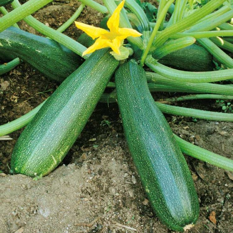 Seminte de legume Summer Squash Diamant F1