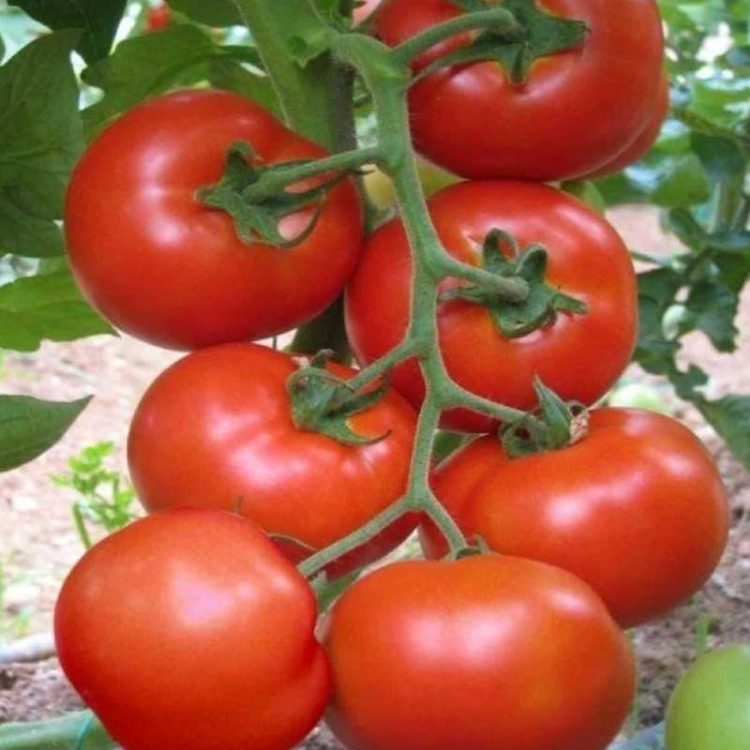 Seminte de legume Tomate Buzau 22