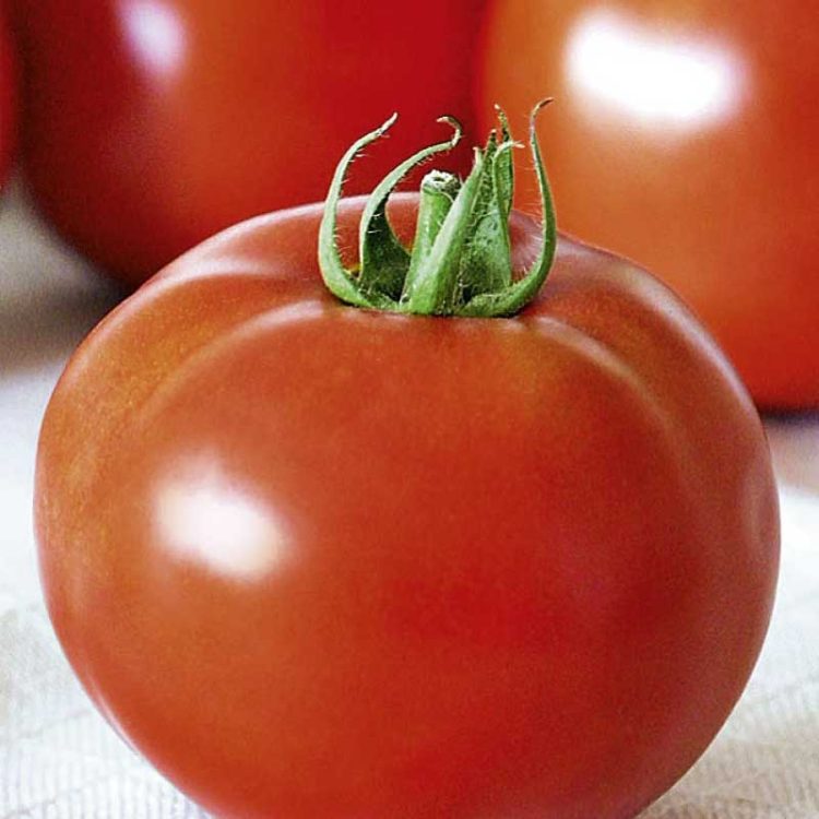 Seminte de legume Tomate Buzau 22