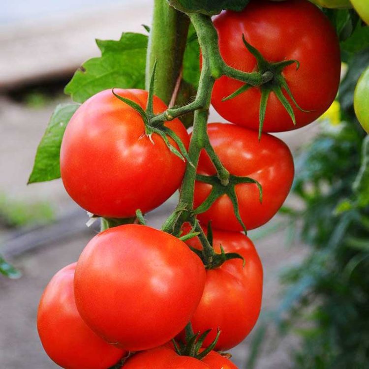 Seminte de legume Tomate Florina 44