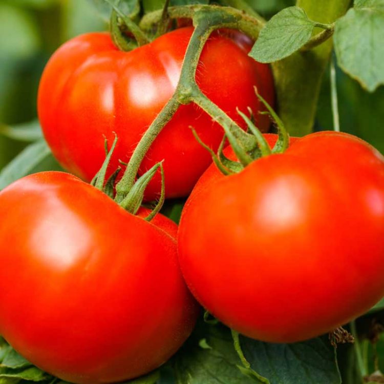 Seminte de legume Tomate Florina 44