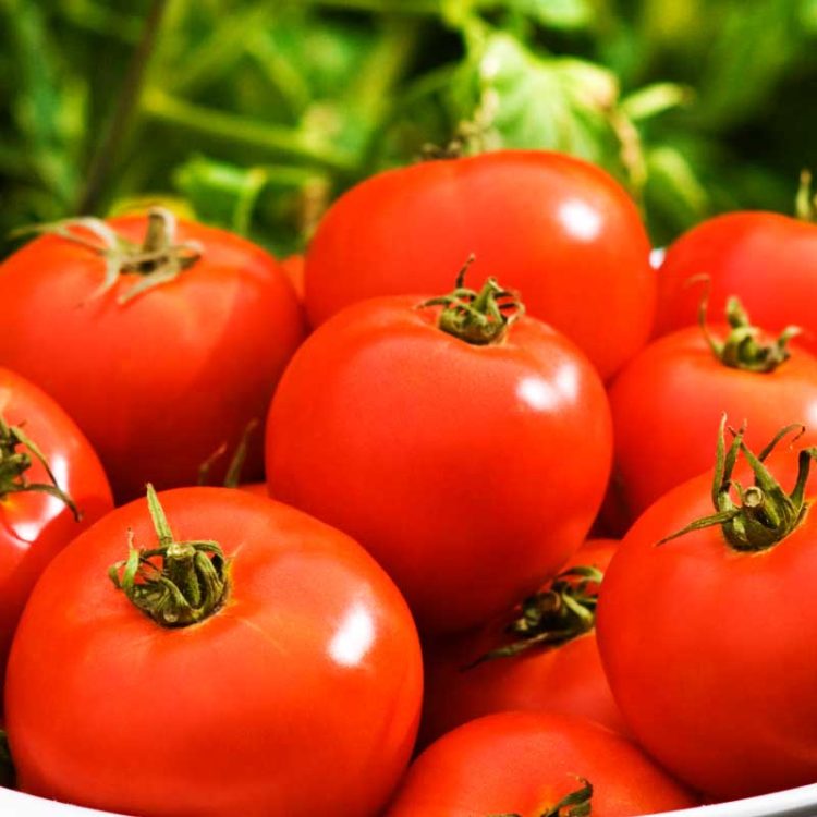 Seminte de legume Tomate Florina 44
