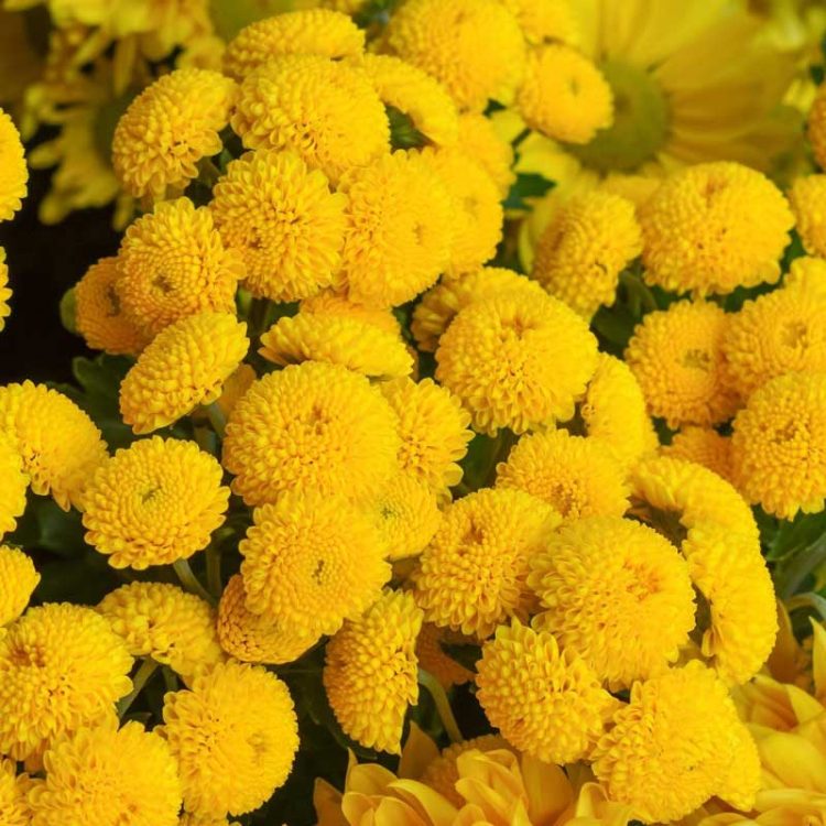 Seminte de flori Chrysanthemum Parthenium Dwarf Golden Ball