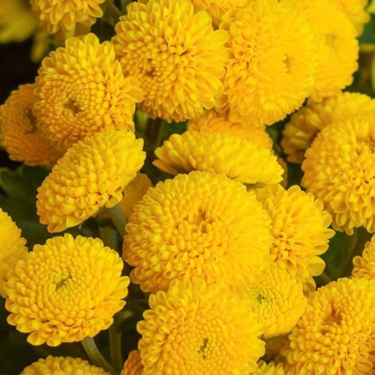 Seminte de flori Chrysanthemum Parthenium Dwarf Golden Ball