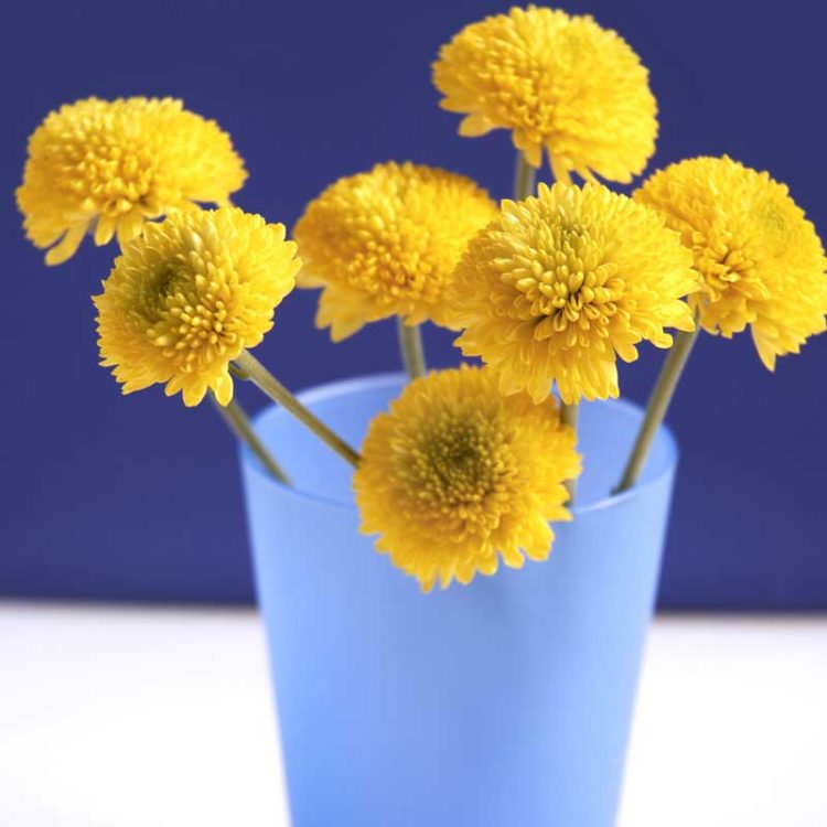 Seminte de flori Chrysanthemum Parthenium Dwarf Golden Ball