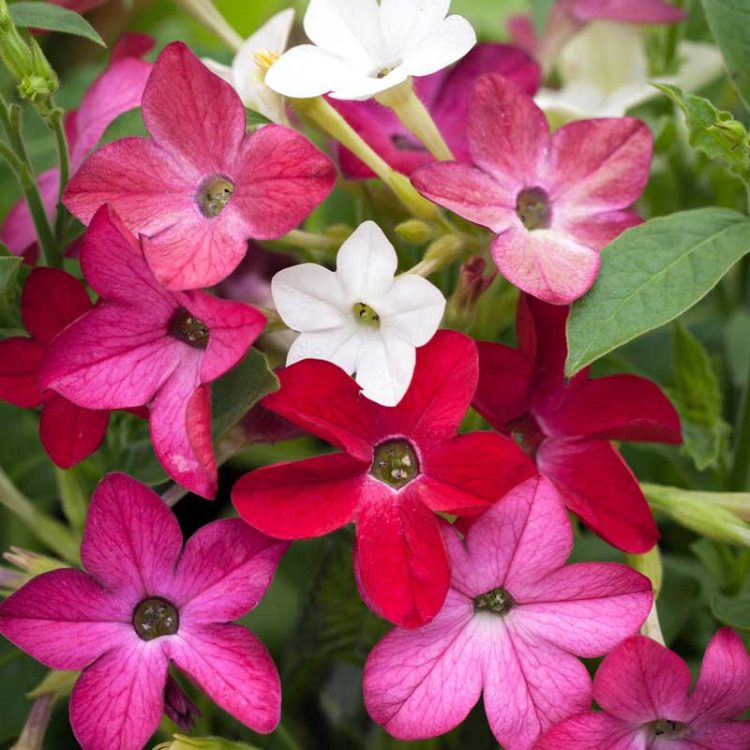 Seminte de flori Nicotiana Alata Dwarf Tinkerbells F2 Mixture
