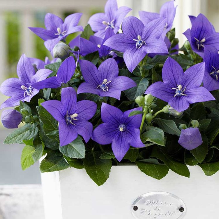Seminte de flori Platycodon Grandiflora Blue