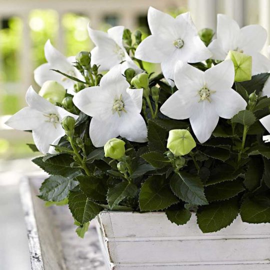 Seminte de flori Platycodon Grandiflora White