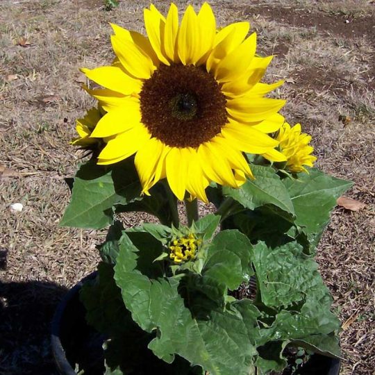 Seminte de flori Sunflower Dwarf Bambino