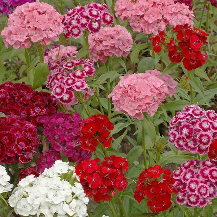 Seminte de flori Sweet William Tall Single Auricula-Eyed Mixed Dianthus Barbatus