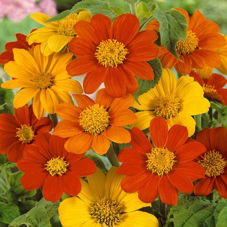 Seminte de flori Tithonia Rotundifolia Speciosa Mixed