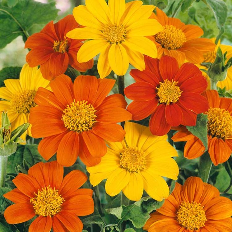 Seminte de flori Tithonia Rotundifolia Speciosa Mixed