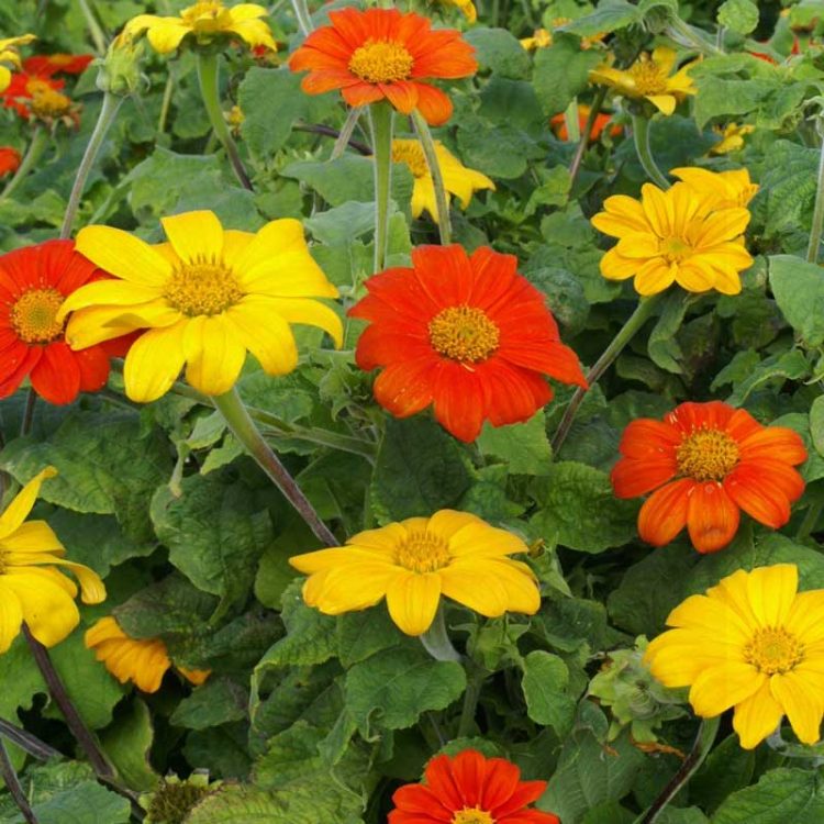 Seminte de flori Tithonia Rotundifolia Speciosa Mixed