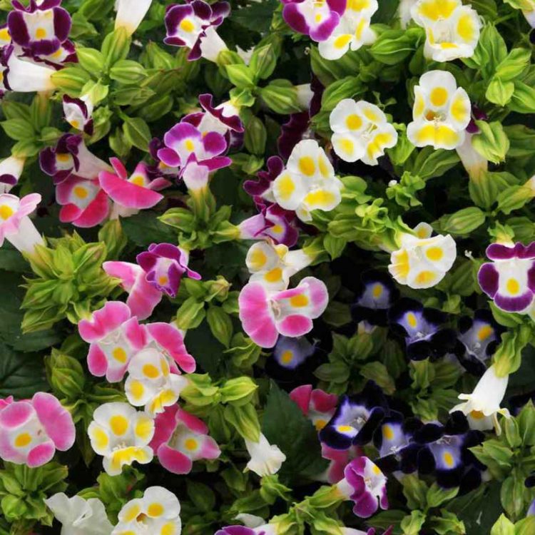 Seminte de flori Torenia Fournieri F2 Hybrids Mixture
