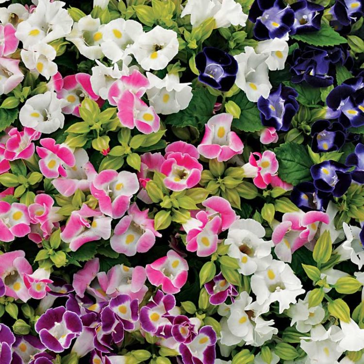 Seminte de flori Torenia Fournieri F2 Hybrids Mixture