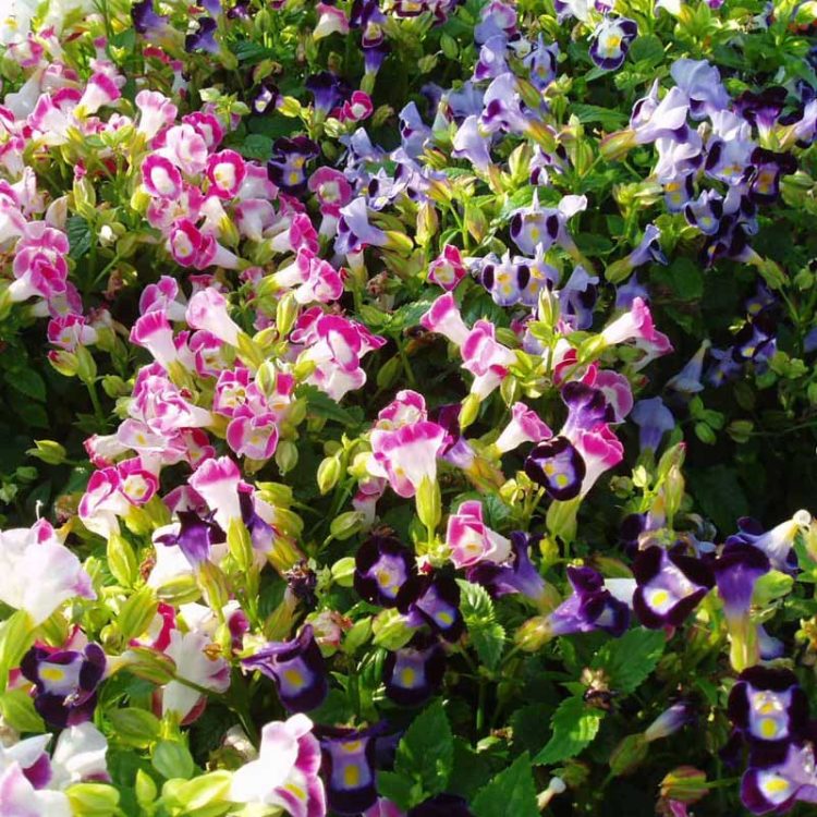 Seminte de flori Torenia Fournieri F2 Hybrids Mixture