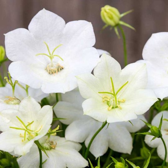 Seminte de flori Campanula Carpatica White