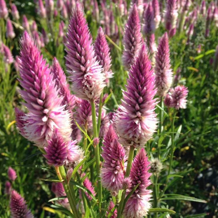 Seminte de flori Celosia Spicata Flamingo Soft Pink