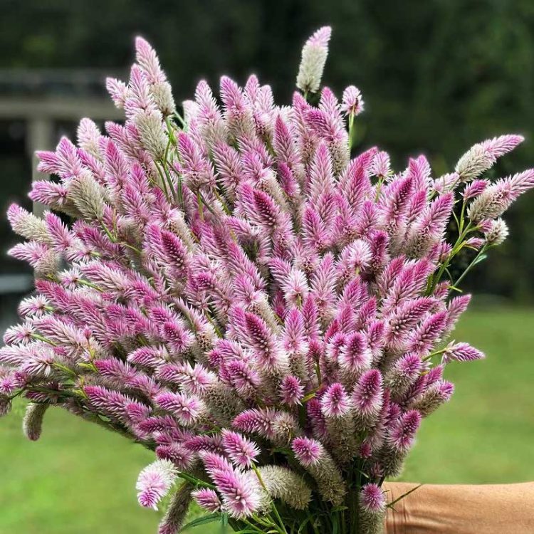 Seminte de flori Celosia Spicata Flamingo Soft Pink