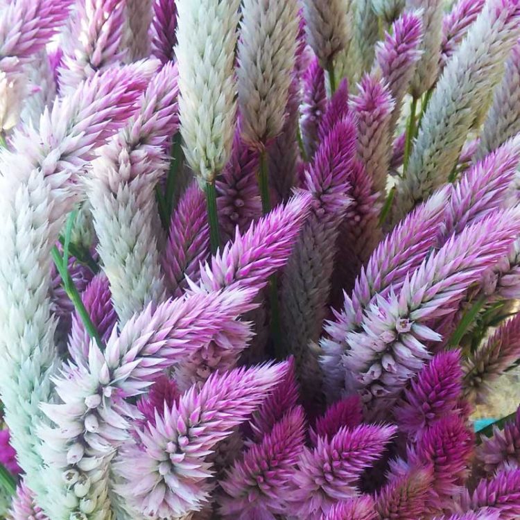 Seminte de flori Celosia Spicata Flamingo Soft Pink