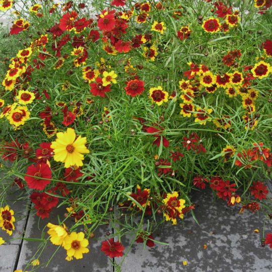 Seminte de flori Coreopsis Tinctoria Tall Varieties Mixed