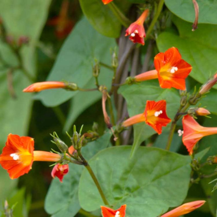 Seminte de flori Ipomoea Luteola Sunspot Scarlet Orange